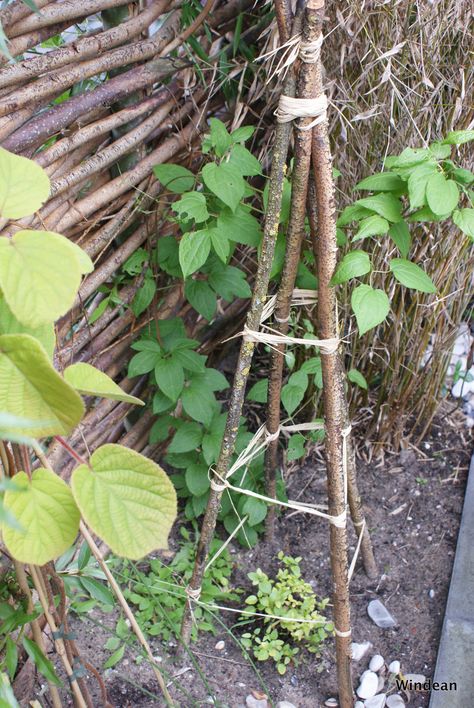 an easy and cute wild trellis for my tomato plant to grow up. Three sticks and some raffia. Stick Trellis, Mini Homestead, Rustic Gate, Tomato Trellis, Vine Trellis, Lake Ideas, Vegetable Garden Planning, Tomato Plant, Diy Trellis