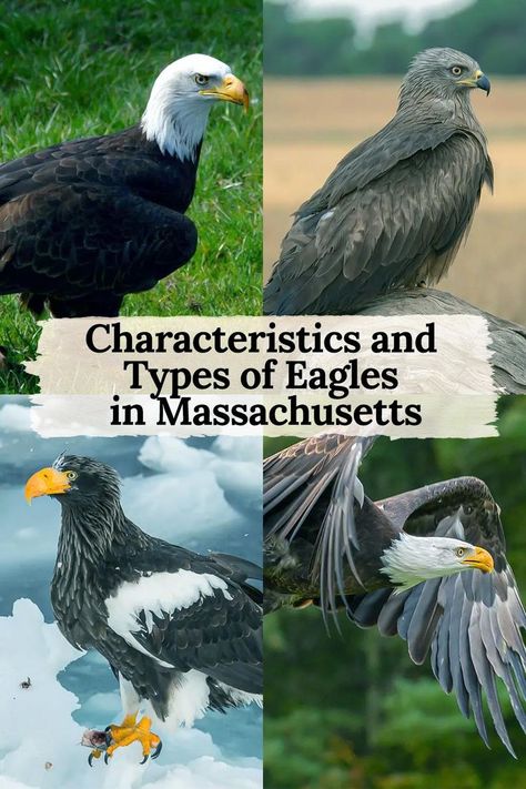 In Massachusetts, three prominent eagle species dominate the skies: the Bald Eagle, Steller’s Sea eagle, and the Golden Eagle. These magnificent birds of prey, with their distinct characteristics, contribute to the state’s rich biodiversity. The Bald Eagle, known for its iconic white head and powerful presence, has remarkably recovered from endangered status. Eagle Characteristics, Types Of Eagles, Sea Eagle, White Head, Rare Birds, Golden Eagle, Birds Of Prey, Ecosystem, Bald Eagle