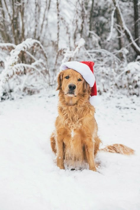 Golden Retrievers love snow! Golden Retriever Christmas, Christmas Dogs, A Golden Retriever, Christmas Color, Dog Photo, Dog Christmas, Golden Retrievers, Animal Love, Christmas Wallpaper