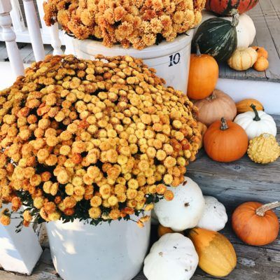 You searched for fall porch steps - Liz Marie Blog Fall Porch Steps, Pumpkin Story, Planting Pumpkins, Fall Porch Decor, Liz Marie, Effortless Look, Liz Marie Blog, Growing Pumpkins, Side Porch