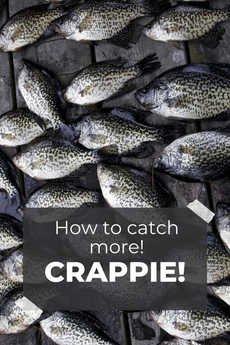 You don't have to have a boat to catch lots of crappie. There are many different ways to fish for crappie from the bank. For example, you can use a slip bobber or even a jig, How To Catch Crappie, Sun Fish, Crappie Bait, Bank Fishing, Fishing Organization, Fishermans Knot, Crappie Fishing Tips, Fishing Hacks, Crappie Jigs