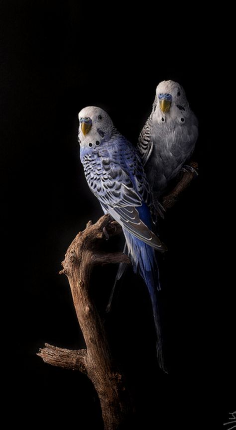 Budgerigars Budgerigar Bird, Parakeets, Photo Art Gallery, Exotic Birds, Beautiful Birds, Animals Beautiful, Pet Portraits, Parrot, Photo Art