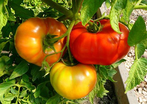 High Altitude Gardening: Vegetable Gardening in High Altitudes High Altitude Gardening, Mountain Gardening, Varieties Of Tomatoes, Pole Beans, Seed Shop, Gardening Plants, Edible Landscaping, Organic Gardening Tips, Growing Tomatoes