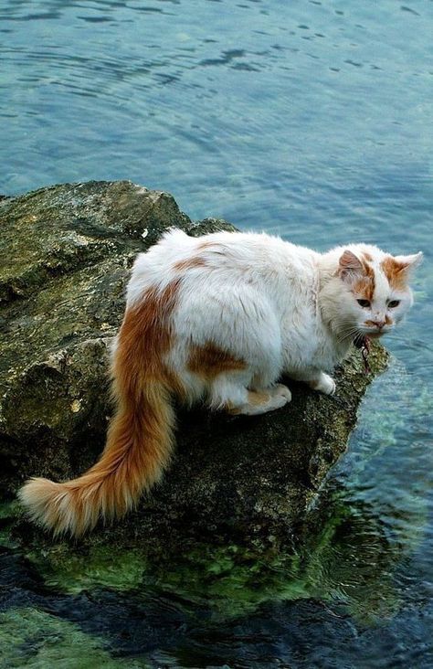 Epirus Greece, Turkish Van Cats, Cat References, Turkish Van, Warrior Cat Oc, Cat Reference, Warrior Cats Art, Cat Pose, Grade 8