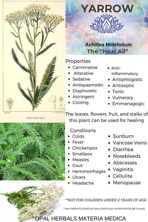 Herbs And Their Uses, Medicinal Herbs Remedies, Yarrow Plant, Herbal Education, Herbal Medicine Recipes, Herbal Remedies Recipes, Medicinal Herbs Garden, Magickal Herbs, Medical Herbs