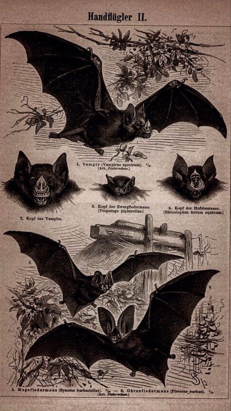 Bats Aesthetic, A Dowry Of Blood, Dark And Mysterious, Arte Peculiar, Goth Wallpaper, Horror Movie Characters, Gothic Aesthetic, Vintage Poster Art, Room Posters