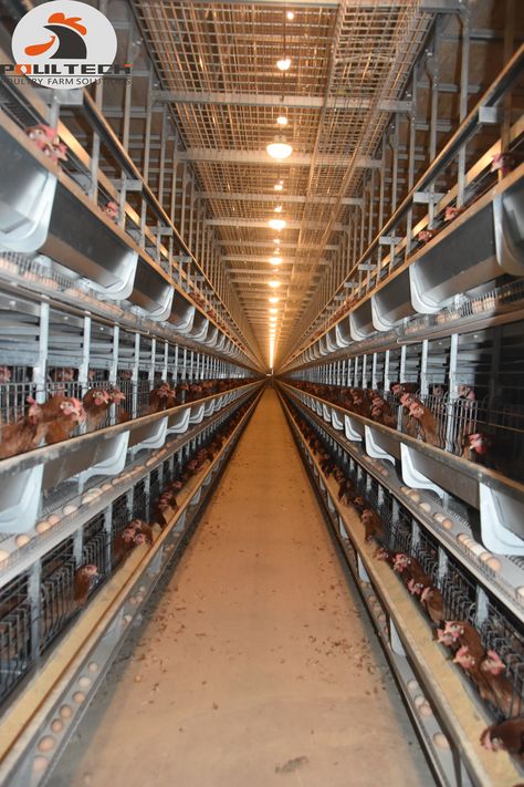 Poultry Cage Ideas, Poultry Farm Design Layout, Chicken Farm Design, Chicken Equipment, Poultry Farm Buildings, Poultry Farm Design, Poultry Business, Chicken Roaming Cage, Como Plantar Pitaya