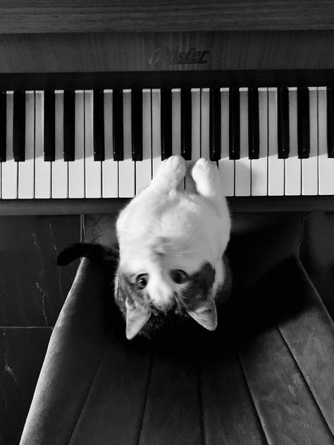 A Cat, Piano, Pianos