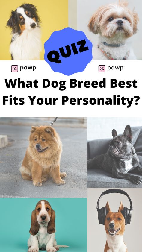 Take the Quiz to find out what dog breed best fits your personality! Dog Personality Types, What Dog Should I Get Quiz, Dog Quizzes, Dog Breed Quiz, Dog Quiz, Quizzes Funny, Animal Quiz, Dog Match, Interesting Quizzes