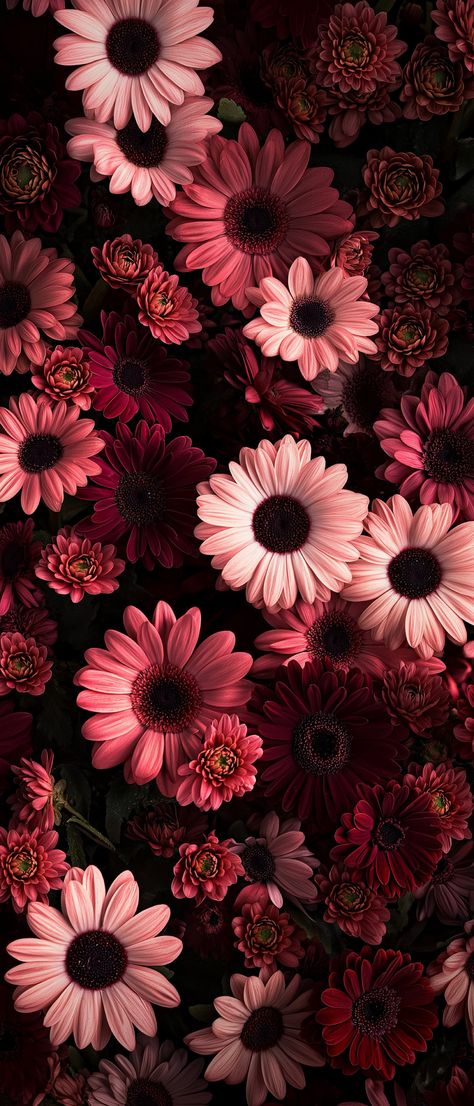 Best Iphone Lock Screen Wallpaper, Chrysanthemum Wallpaper Aesthetic, Romantic Phone Wallpaper, Aesthetic Wallpaper Lock And Home Screen, Hd Lockscreen Aesthetic, Lockscreen Aesthetic Iphone Wallpapers Dark, Apple Aesthetic Wallpaper, Black Wallpaper Iphone Dark Phone Wallpapers, Dahlia Flower Aesthetic