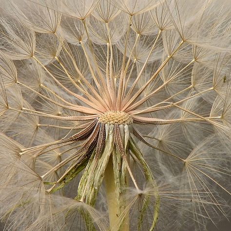 Dandelion Clock, Blowing In The Wind, A Dandelion, Pixie Hollow, Dandelion Wish, Dandelion Flower, Foto Art, Seed Pods, Pixie Dust