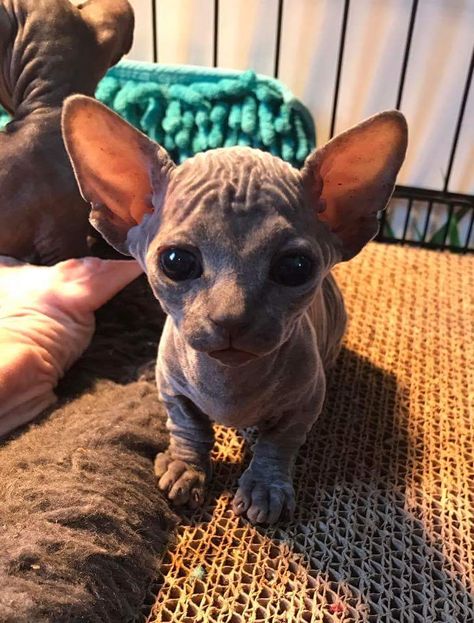 kitty Cute Hairless Cat, Silly Cats Pictures, Hairless Cat, Pretty Animals, Sphynx Cat, Sphynx, Silly Cats, Cute Creatures, Pretty Cats