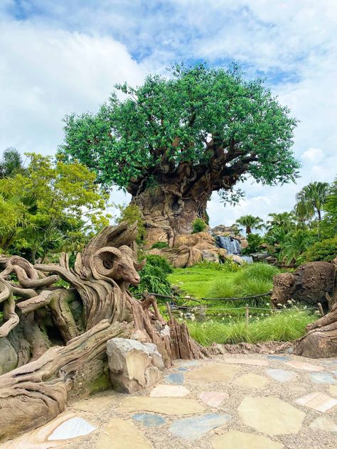 Wdw Animal Kingdom, Animal Kingdom Aesthetic, Animal Kingdom Wallpaper, Magic Kingdom Aesthetic, Animal Kingdom Dining, Disney World Animal Kingdom, Lion King Animals, Disney Animal Kingdom, Plant Kingdom