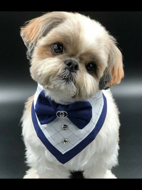 Perro Shih Tzu, Chien Shih Tzu, Shitzu Dogs, Shitzu Puppies, Dog Diy, Dog Haircuts, Dog Clothes Diy, Dog Clothes Patterns, Patterns Sewing