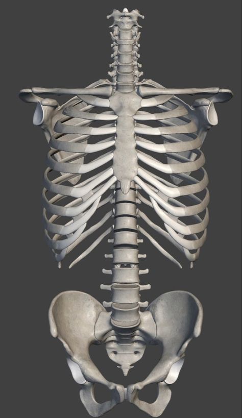 Skeleton Torso Reference, Skeletal Art, Human Ribs, Human Rib Cage, Human Skeleton Anatomy, Skull Anatomy, Anatomy Bones, Skeleton Anatomy, Skeleton Drawings