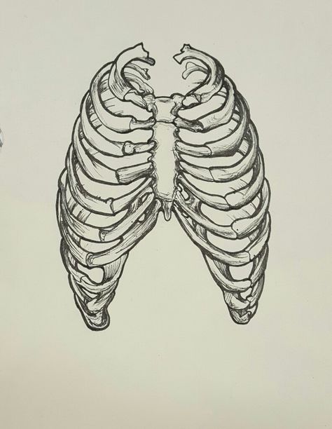 Rib Drawing Bones, How To Draw A Skeleton Rib Cage, Skeleton Rib Cage Painting, Human Rib Cage Drawing, Simple Rib Cage Drawing, Rib Cage Drawing Tattoo, Rib Drawing Art, Ribs Drawing Simple, Skeleton Pen Drawing