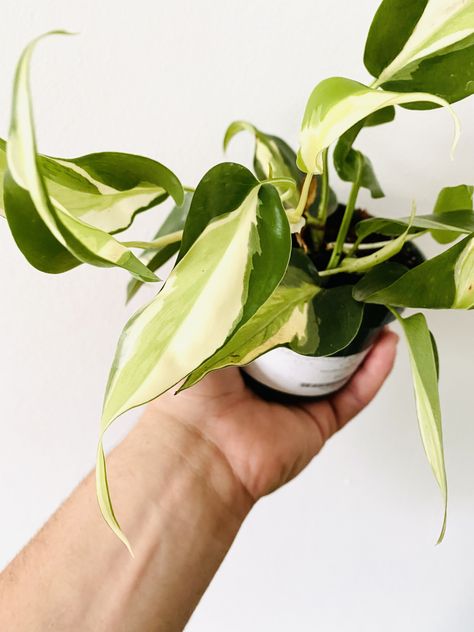 Philodendron Hederaceum ‘Cream Splash’ is very vine-like with heart shaped leaves and a unique white, silver, and cream variegation. Variegation on each leaf will vary and can carry similar characteristics to the Silver Stripe, Gabby, and Rio. This is a very easy plant to grow, yet tends to be a slower grower than other P. Hederaceum. This plant is lightly established to its four inch container and will contain one to two plants per pot. Philodendron Care Tips Light Level: Bright Indirect Humidi Philodendron Hederaceum, Philodendron Rio, Philodendron Cream Splash, Plant Goals, Easy Plants To Grow, Plant Fungus, Variegated Plants, Plants Are Friends, Plant Problems