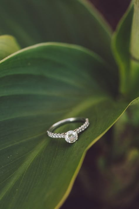 Round engagement ring with diamond band on large tropical leaf  #ringshot #ringshotinspo #rounddiamondring #macrophotography Rings Product Shoot, Ring Photoshoot Ideas Aesthetic, Ring Product Shoot, Rings Videography Ideas, Outdoor Jewelry Photography, Diamond Jewellery Photoshoot, Ring Photography Creative, Rings Photoshoot Ideas, Sanji And Chopper