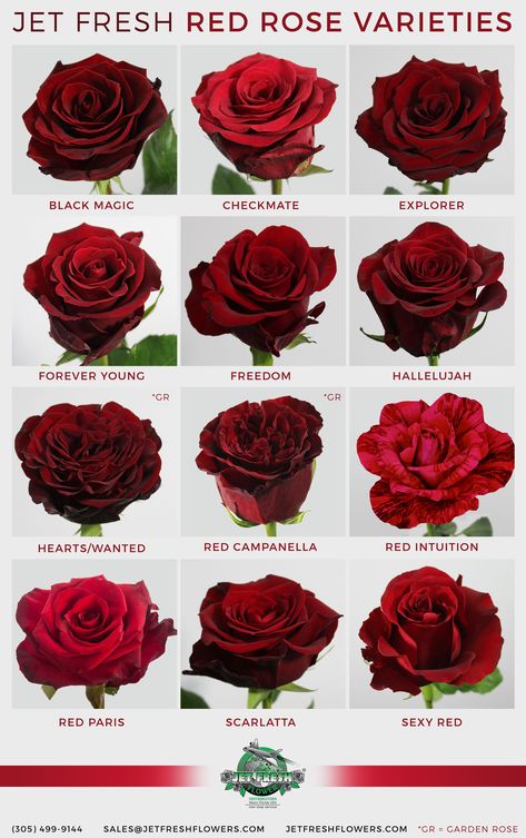 Types of Red Roses 🌹 ❤ #rose #redroses #roses #beautytolove #flower #flowers #redrose #leaves #art #nature #photos #photography #pictures #photographs #pinterestart #pinterestphotos #pinterestroses #pinterestpics #pinterestpictures Roses Propagation, Rosen Tattoo Frau, Rose Color Meanings, Flower Types, Wedding Roses, Rose Varieties, Desain Lanskap, Plants Ideas, Flower Guide