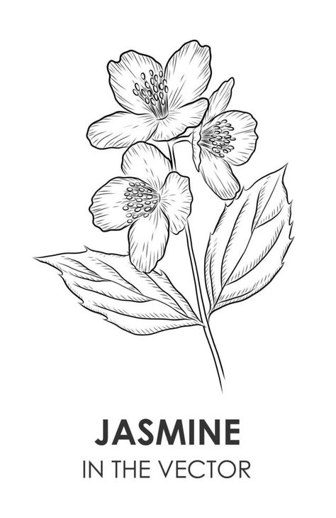 VECTOR SKETCH OF A JASMINE ON A WHITE BACKGROUND Arabian Jasmine, Sketch Background, White Jasmine, Jasmine Flower, Flower Sketches, Vector Sketch, Background Background, Background White, Tattoo Sketches