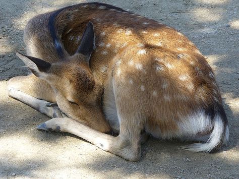 Deer Curled Up, Deer Sleeping, Deer Sitting Down, Deer Lying Down, Deer By Water, Water Deer, Deer Drawing, Mule Deer, Animal Study