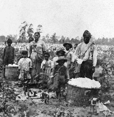 How Slavery Became the Economic Engine of the South. Slavery was so profitable, it sprouted more millionaires per capita in the Mississippi River valley than anywhere in the nation. Black Power, African American History, African History, Us History, Antebellum South, Cotton Fields, Thomas Jefferson, History Facts, A Group