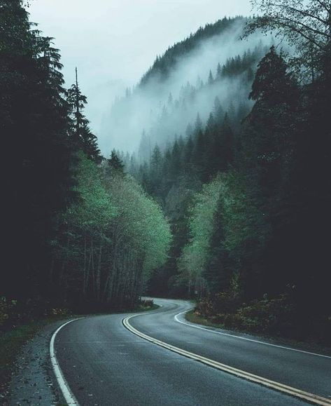 Forest, empty road, music! Dark Naturalism Aesthetic, Road Drawing, Road Music, Near Dark, Rollercoaster Of Emotions, Lost Highway, Dark Forest Aesthetic, Empty Road, Forest Aesthetic