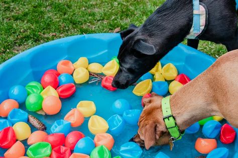 Non-Food Related Enrichment For Dogs (Part 1): Includes Videos, Tips, and DIY Options Diy Treat Toys For Dogs, Diy Obstacle Course For Dogs, Husky Enrichment, Enrichment Activities For Dogs, Stimulating Dog Activities, Diy Dog Puzzles Enrichment Activities, Puppy Enrichment Ideas, Dog Busy Toys, Dog Games Diy