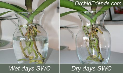 Phalaenopsis Orchid Water Culture - Orchid Friends Orchid Care In Water, Orchid Water Culture, Orchid Hydroponics, Orchid In Water Growing, Growing Orchids In Water, How To Grow Orchids In Water, Orchids In Water Vase, Orchids In Glass Containers, Hydroponic Orchid