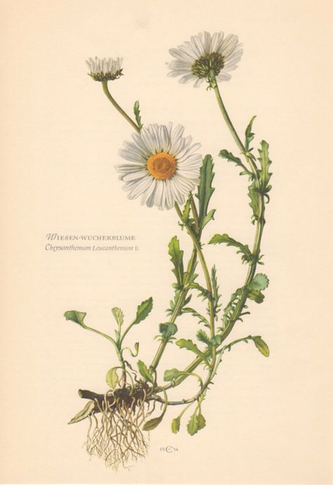 Chamomile Vintage Illustration, Old Flower Drawing, Flower Study Drawing, Vintage Lithographs, Botanical Studies, Oxeye Daisy, Daisy Botanical, Botany Illustration, Scientific Drawing