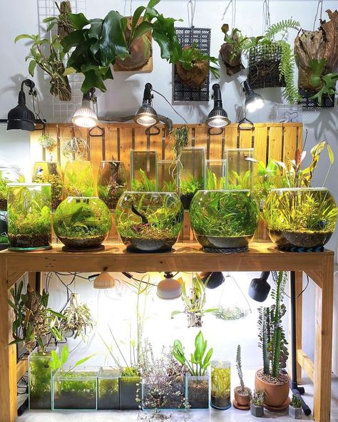 Fish Tank Aquaponics, Corner Aesthetic, Closed Terrarium Plants, Freshwater Aquarium Plants, Indoor Plant Hangers, Fish Tank Terrarium, Indoor Water Garden, Beautiful Terrariums, Diy Pond