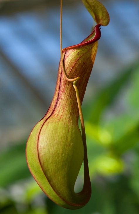 Alien Plant by PaulWeber Alien Plants, Strange Flowers, Weird Plants, Pitcher Plant, Unusual Plants, Unusual Flowers, Rare Flowers, Carnivorous Plants, Unique Plants