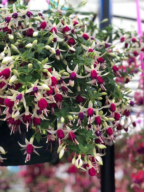 Overwintering Fuschia, Fuschia Plant Care, Easy Raised Beds, Fuschia Plant, Wallpapers Fall Aesthetic, Fall Vegetable Gardening, Raised Beds Garden, Wallpapers Fall, Fuchsia Plant