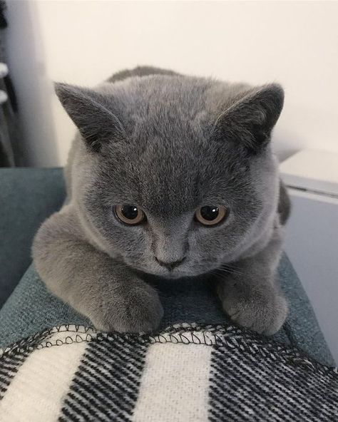 Cat love | ombiaiinterijeri Beautiful Cats Pictures, British Short Hair, Image Chat, British Shorthair Cats, Shorthair Cat, Gray Cat, Grey Cat, Cozy Mysteries