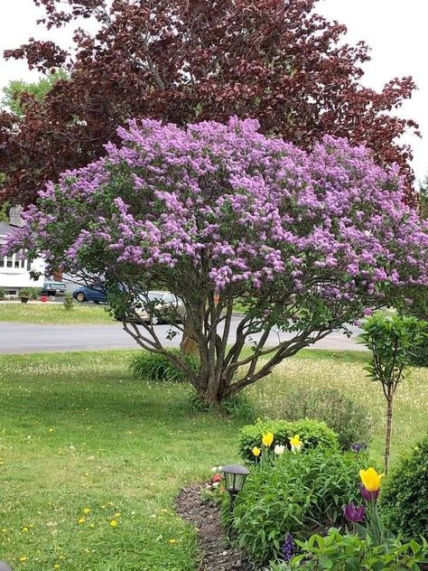 Lilac Trees And Bushes, Small Lilac Bush, Trim Lilac Bush, Californian Lilac Tree, Bloomerang Lilac Tree, Veg Patch, Lilac Bushes, Lilac Tree, Black Garden