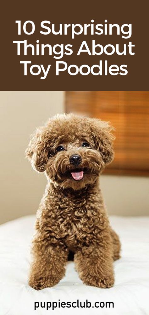 Toy Poodles Puppies, Haircuts For Toy Poodles, Chocolate Poodle Toy, Red Toy Poodle Full Grown, Poodle Haircuts Miniature, Toy Poodles Full Grown, You Poodle Puppy, Toy Poodle Puppies Haircuts, Miniature Poodle Haircut Styles Teddy Bears