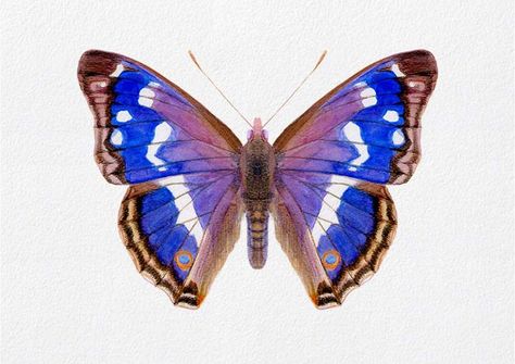 Purple Emperor Butterfly, Watercolour Wildlife, Artwork Butterfly, Emperor Butterfly, Purple Emperor, Art Papillon, Beautiful Butterfly Photography, Butterfly Art Painting, Butterfly Artwork