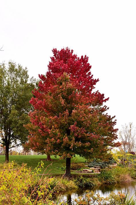 Red Sunset Red Maple (Acer rubrum 'Franksred') at Canadale Nurseries Red Sunset Maple, Acer Rubrum, Landscape Nursery, Sunset Red, New Garden, Plant Tags, Red Fall, Red Sunset, Red Maple