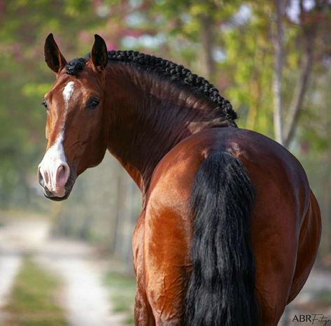 Light Bay Horse, Lusitano Stallion, Kathiyawadi Horse, Horse Standing, Bay Horses, Lusitano Horse, Horse Markings, Ugly Dogs, Horse Anatomy