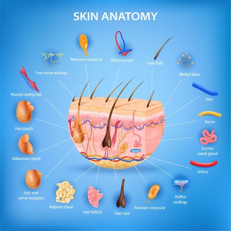 Free vector skin anatomy realistic poste... | Free Vector #Freepik #freevector Anatomy Realistic, Melanin Wallpaper, Human Heart Anatomy, Skin Anatomy, Realistic Background, Medical Posters, Heart Anatomy, Sweat Gland, Roots Hair