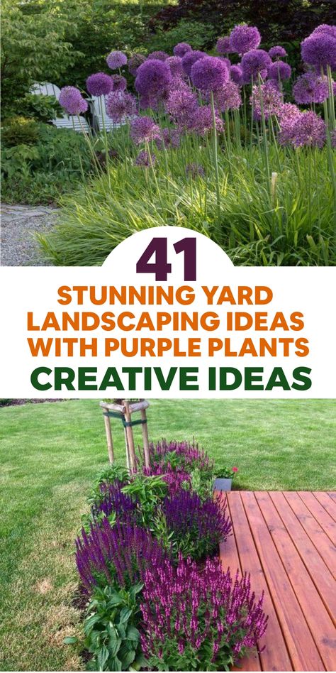 Transform your outdoor space into a mesmerizing purple paradise with these enchanting landscaping concepts showcasing an assortment of exquisite purple flora! Make a bold impact by including lively purple blossoms like lavender, agapanthus, and salvia to infuse bursts of color into the scenery. Integrate unique foliage options such as purple fountain grass or purple smoke bush for a theatrical and attention-grabbing display. Elevate the aesthetic by pairing purple plants with complementary shade Chicken Coop Designs Diy, Irrigation System Diy, Purple Salvia, Purple Foliage, Hydroponics Diy, Fountain Grass, Growing Orchids, Purple Plants, Grasses Landscaping