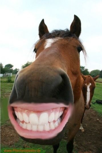 Funny Cringe Photos, Funny Horse Pics, Goofy Horse, Horse Emoji, Silly Horse, Equestrian Funny, Horse Smiling, Laughing Horse, Horse Meme