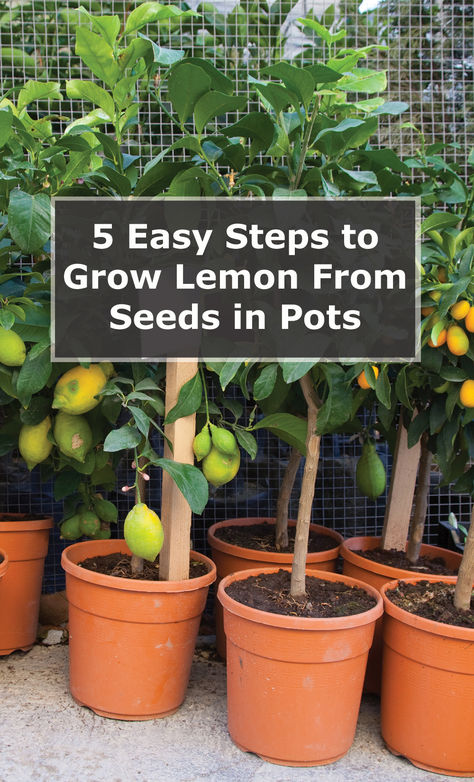 Have you ever heard the phrase, “When life gives you a lemon, make ‘trees’?”  Not verbatim, of course.   Well, here is the simplest interpretation of that phrase. Any time you buy that lemon from the grocery, set aside a seed or two for propagation.  How to grow a lemon tree from seed is practically a simple DIY process.  In today’s post, you’ll learn five easy steps to grow a lemon from seed, plus maintenance tips. You’re also going to learn about the common pests... Lemon Tree From Seed Diy, Planting Lemon Seeds, Lemon Tree From Seed, Growing Lemon Trees, Lemon Plant, Growing Vegetables In Pots, Diy Container Gardening, Lemon Seeds, How To Grow Lemon