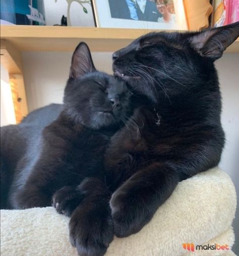 Siamese And Black Cat, Black Cats Cuddling, 2 Black Cats, Two Black Cats, Black Cat Aesthetic, Cat Cuddle, Cute Black Cats, Cat Aesthetic