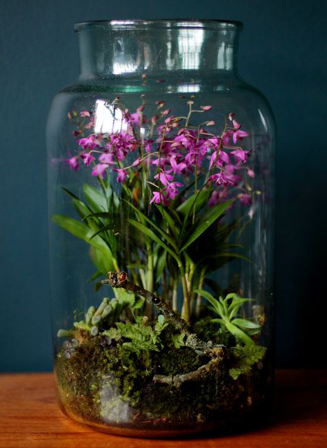 Orchid Terrarium, Taman Air, Beautiful Terrariums, Indoor Gardens, Garden Terrarium, Terraria, Orchid Care, Terrarium Plants, Succulent Terrarium