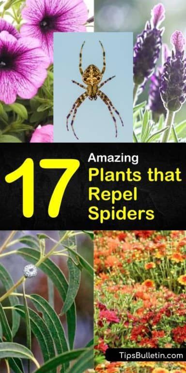 Learn how to transform yards and decks in a way that will help keep spiders at bay. Find out what indoor plants help deter spiders and other flying pests while beautifying your home. #repelspiders #plants #spiders #pestcontrol Spider Repellent Plants, Plants That Deter Bugs, Bug Deterring Plants, Plants That Deter Mosquitos, Plants That Repel Spiders, Insect Repellent Plants, Spiders Repellent, Plants That Repel Bugs, Get Rid Of Spiders