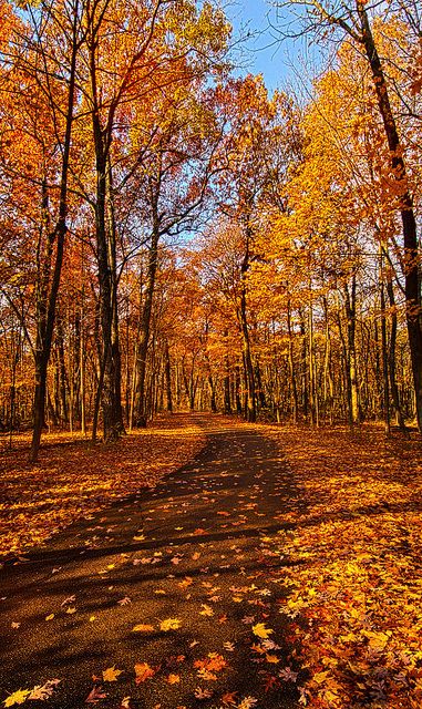 Through The Woods We Go | Wisconsin Horizons by Phil Koch. L… | Flickr Leaves On The Ground, Image Nature, Autumn Scenes, Autumn Scenery, Dirt Road, Milwaukee Wisconsin, Autumn Beauty, Fall Pictures, Favorite Season