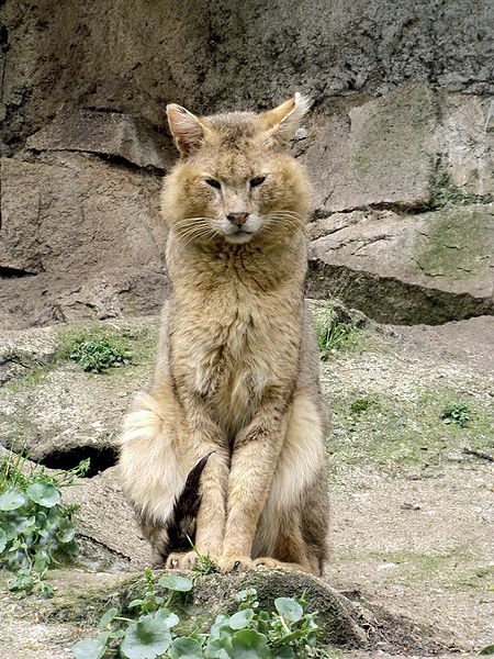 Small Wild Cats, Jungle Cat, Image Chat, Interesting Animals, Cat Pose, Rare Animals, Pretty Animals, Cheetahs, Warrior Cat