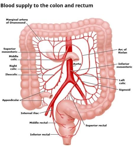 Blood Supply to the colon and rectum Intestines Anatomy, Body Chart, Health Facts Fitness, Basic Anatomy And Physiology, Medical Surgical Nursing, Nursing School Survival, Sleep Medicine, Human Body Anatomy, Infectious Diseases