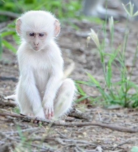 Albino Monkey, Animal Pfp Funny, Funny Animal Pics, Animal Pfp, Melanistic Animals, Rare Albino Animals, Animated Pics, Tattoos Animals, Pfp Funny